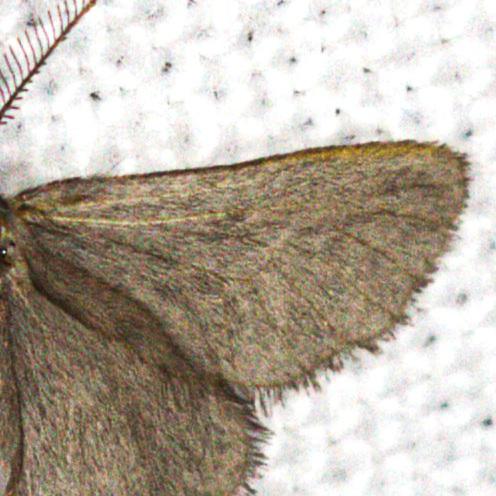 Réf. 358 992 : Rebelia plumella